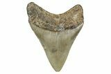 Serrated, Fossil Megalodon Tooth - North Carolina #340868-1